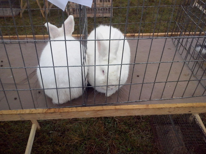 CAM00631 - 0 0 0  a 10 16 2013