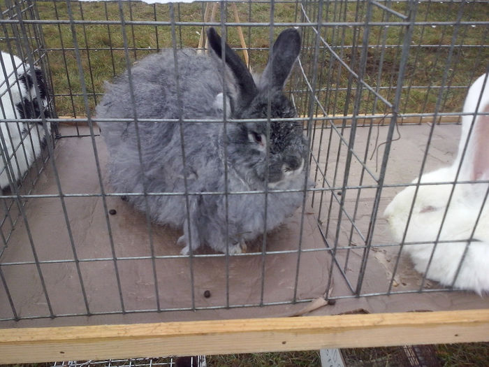 ANGORA
