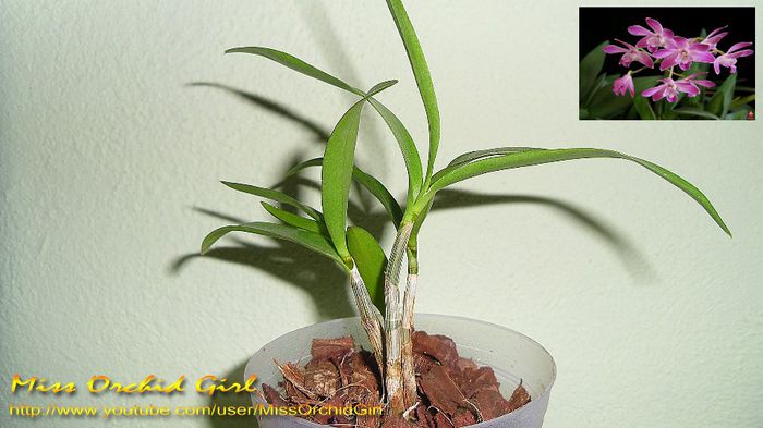 Dendrobium Berry Oda; Achizitie 11.13
