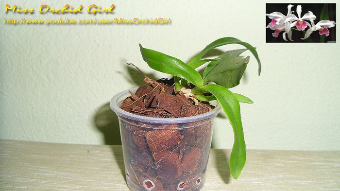 Laelia Purpurata; Achizitie - 11.13
