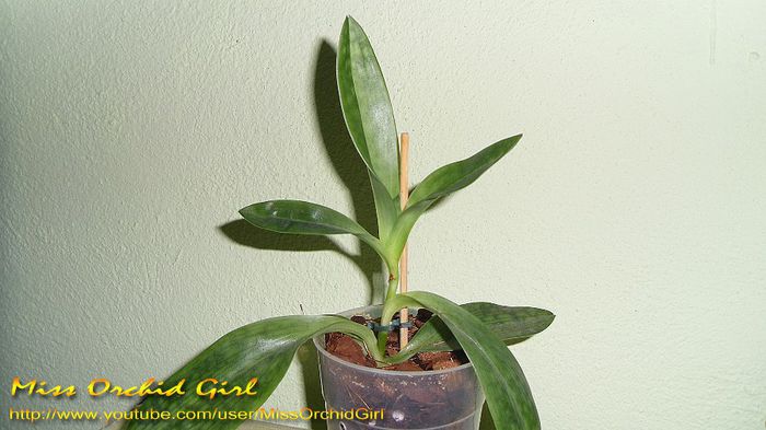 Paphiopedilum NoID; Achizitie - 11.13
