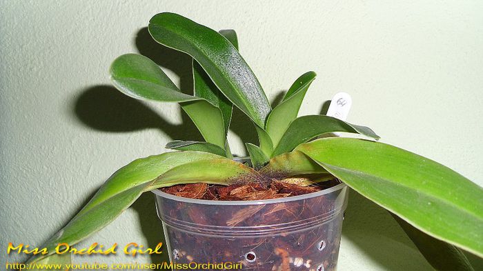 Paphiopedilum US Hybrid - Orhidee Paphiopedilum