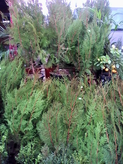 thuja orientalis 15 ron