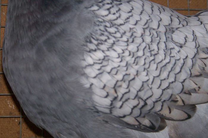 51