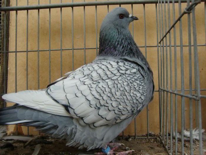 53
