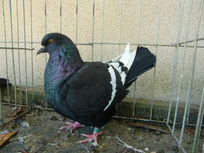 56