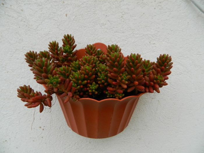 Jelly bean sedum - SUCULENTE