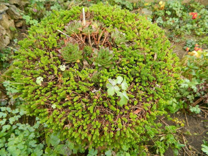 Sedum de exterior