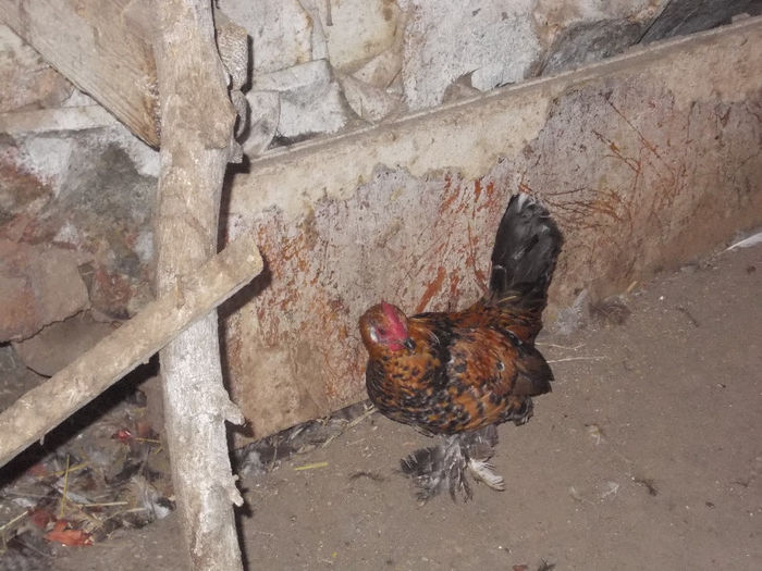 DE VANZARE - MII DE FLORI