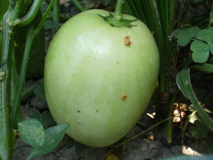 P8210071 - Gradina de legume 2013