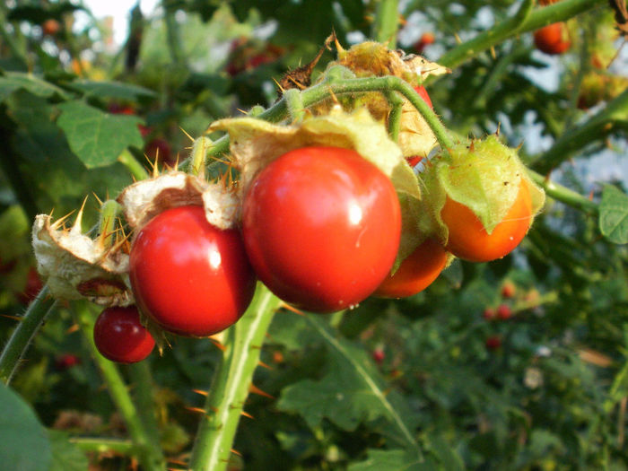 Solanum sisymbrifolium - Gradina de legume 2013