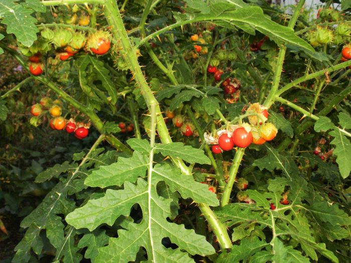 Solanum sisymbrifolium - Gradina de legume 2013