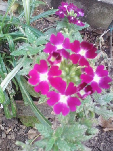 Picture 956 - flori de gradina 2013