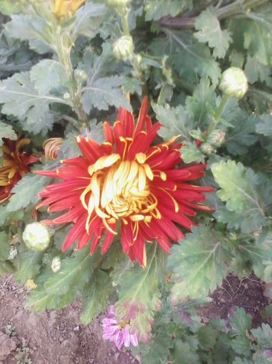 Picture 959 - flori de gradina 2013