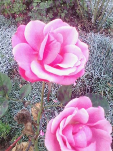 Picture 965 - flori de gradina 2013
