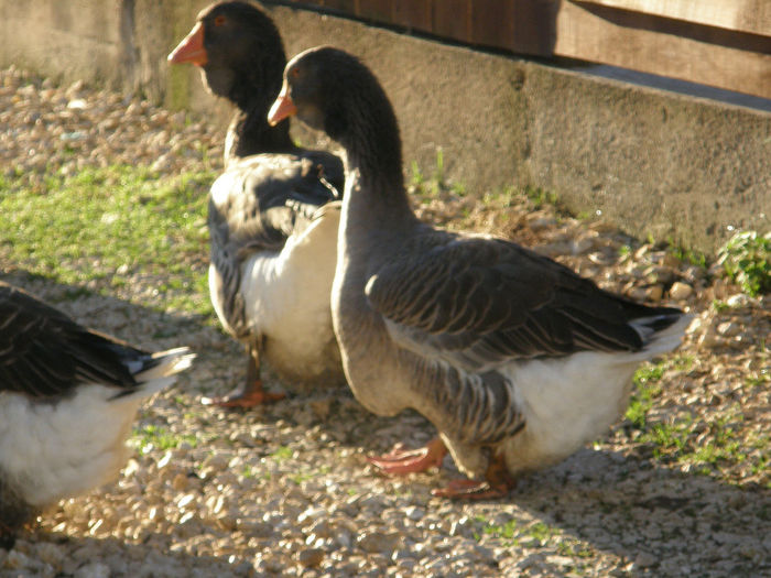 Poze gaste 029 - Gaste TOULOUSE