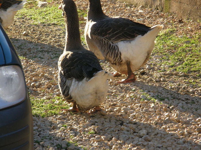 Poze gaste 030 - Gaste TOULOUSE