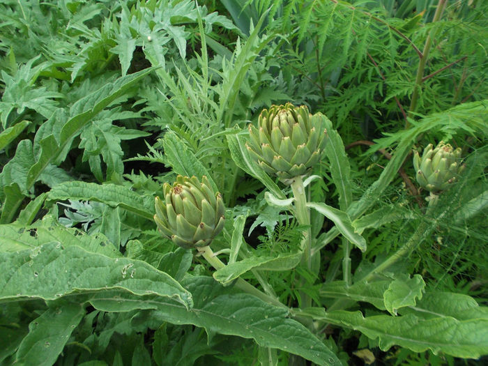 DSCF3452 - Gradina de legume 2013