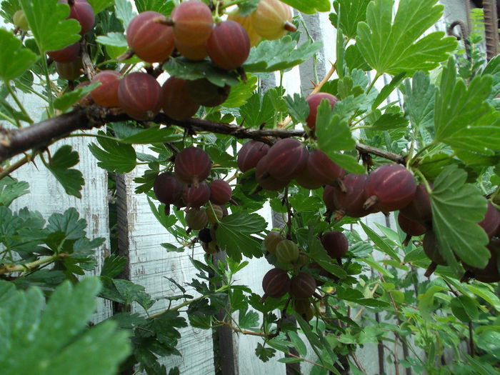 DSCF4370 - Gradina de legume 2013