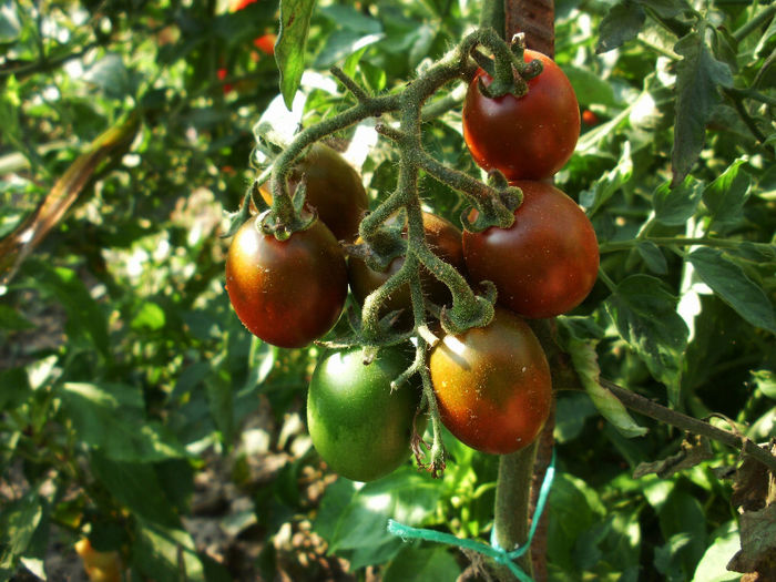 P8210061 - Gradina de legume 2013