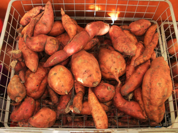 Sweet Potatoes - cartof dulce american - Gradina de legume 2013