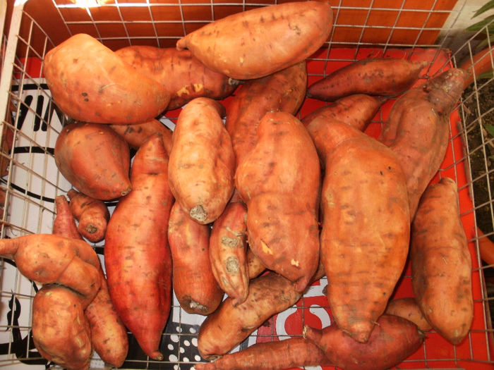 Sweet potatoes - Gradina de legume 2013
