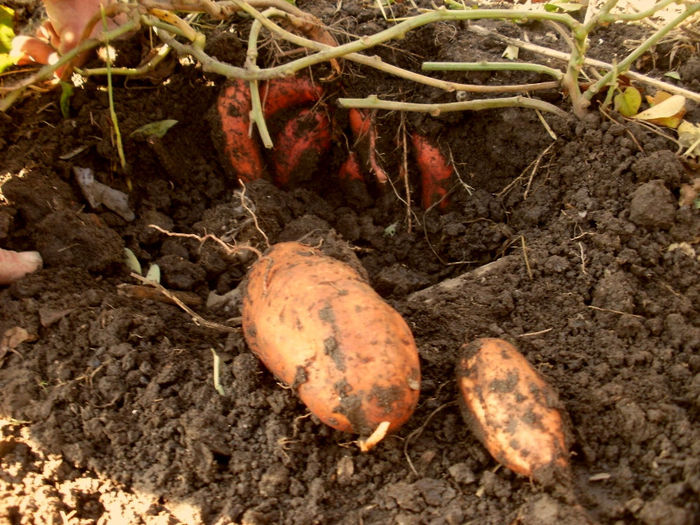 PB110175 - Gradina de legume 2013