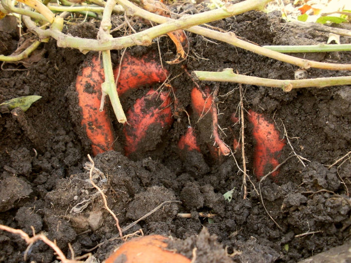 PB110176 - Gradina de legume 2013