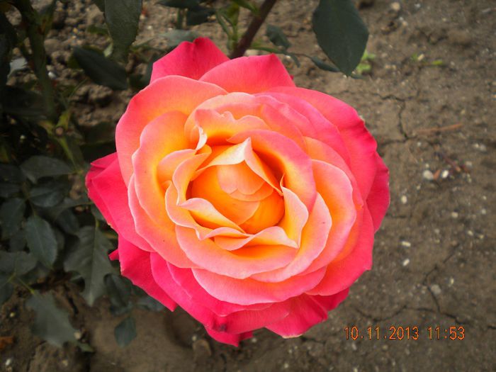 ultimul Alinka, pe anul asta!