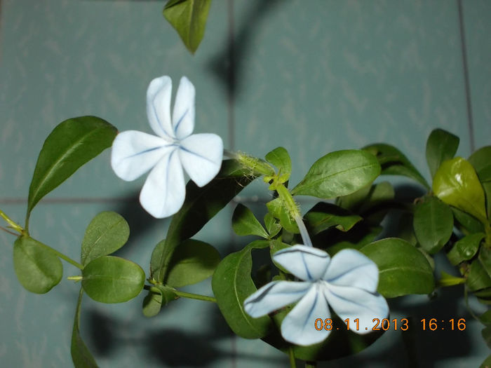 plumbago - noiembrie 2013