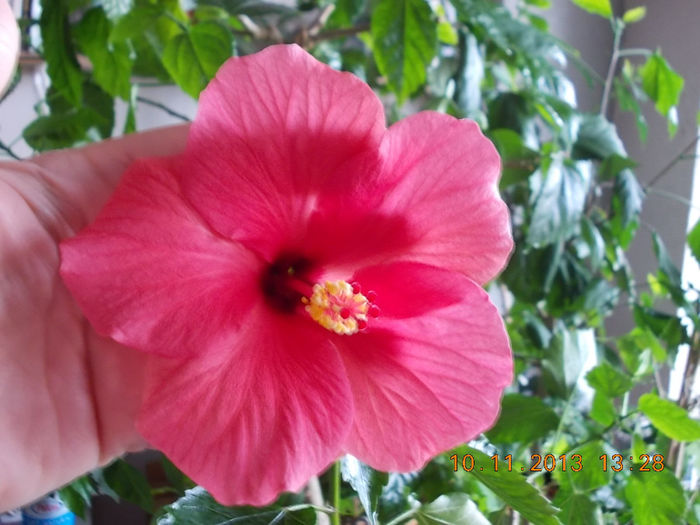 hibiscus rosu simplu