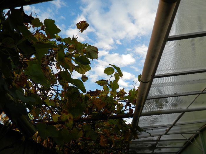 DSCN7772 - NOIEMBRIE 2013