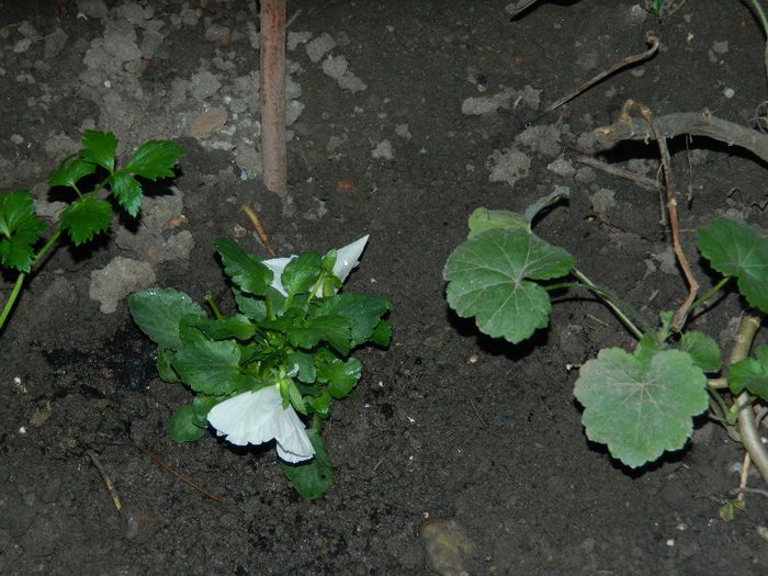 DSCN7776 - NOIEMBRIE 2013