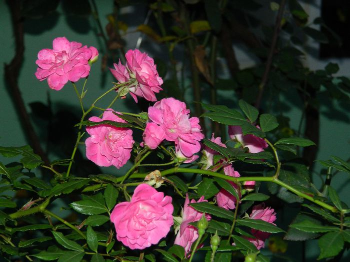 DSCN7782 - NOIEMBRIE 2013