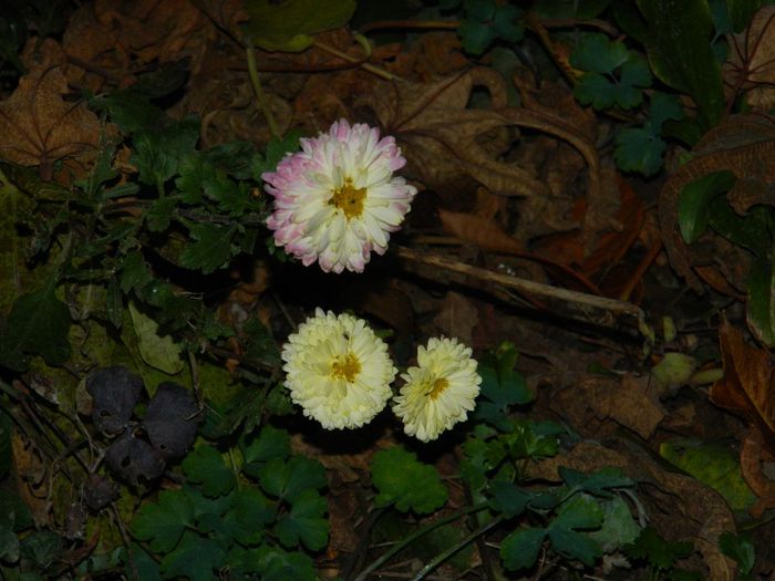 DSCN7784 - NOIEMBRIE 2013