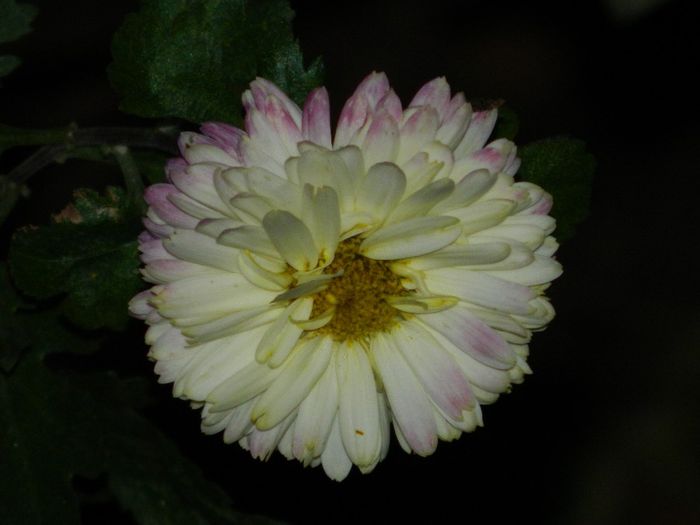 DSCN7785 - NOIEMBRIE 2013