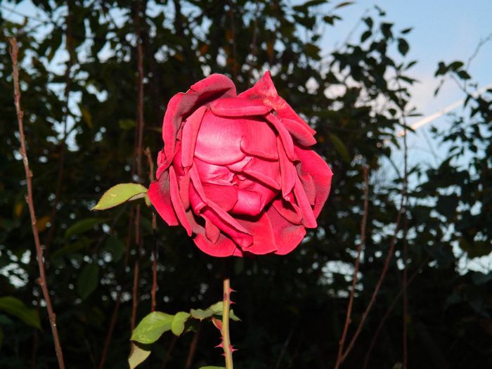 DSCN7794 - NOIEMBRIE 2013