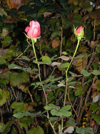 DSCN7799 - NOIEMBRIE 2013