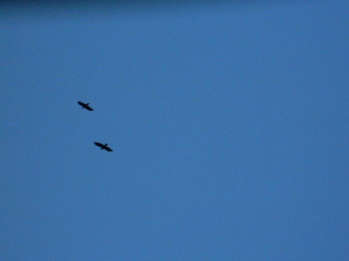 DSCN7808 - NOIEMBRIE 2013