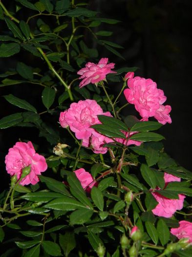 DSCN7812 - NOIEMBRIE 2013