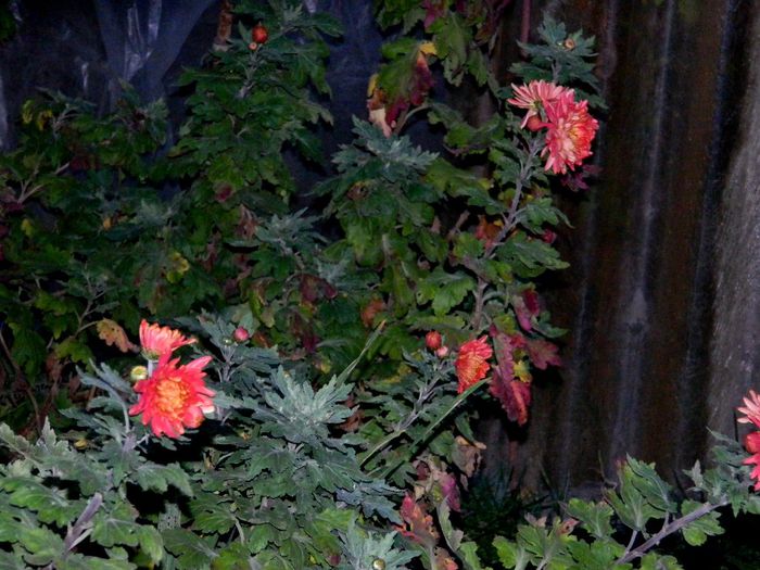 DSCN7817 - NOIEMBRIE 2013