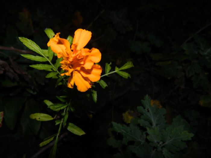 DSCN7822 - NOIEMBRIE 2013