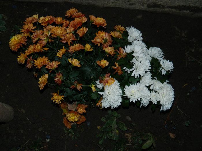 DSCN7829 - NOIEMBRIE 2013