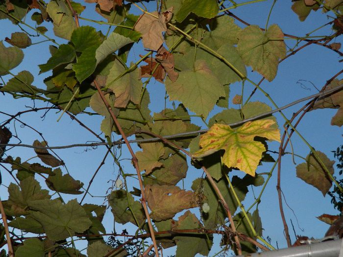 DSCN7837 - NOIEMBRIE 2013