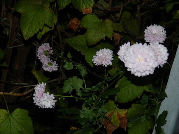 DSCN7845 - NOIEMBRIE 2013