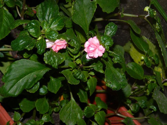 DSCN7846 - NOIEMBRIE 2013