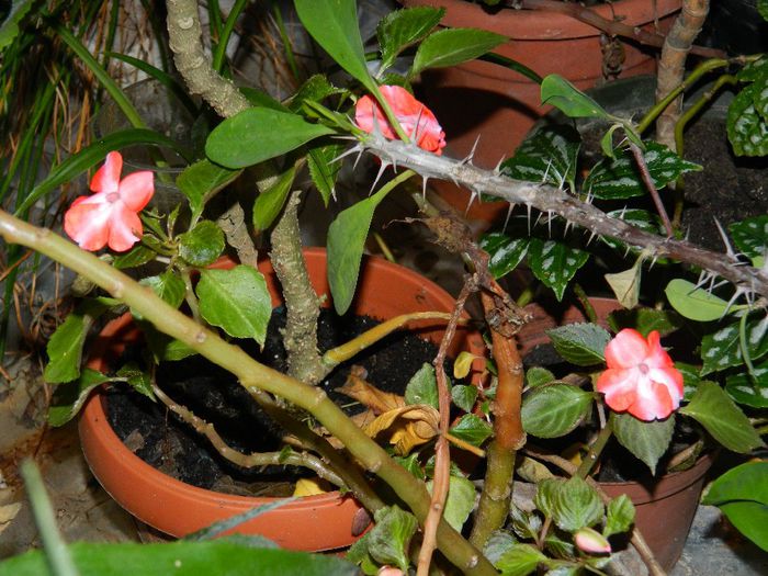 DSCN7851 - NOIEMBRIE 2013