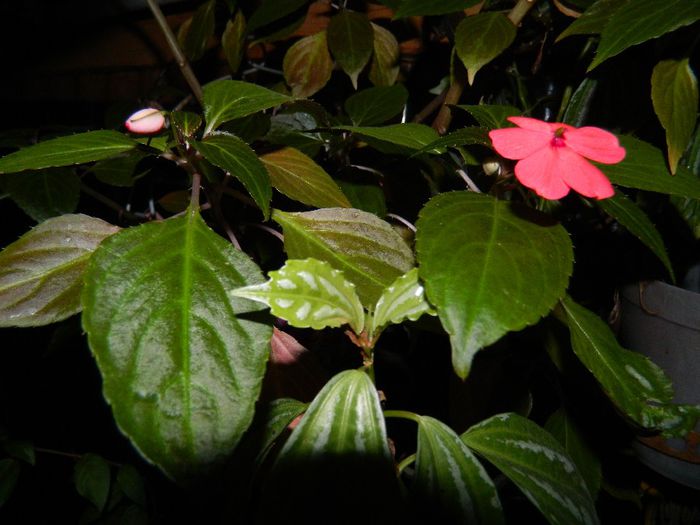 DSCN7863 - NOIEMBRIE 2013