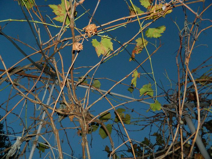 DSCN7868 - NOIEMBRIE 2013