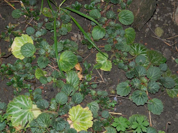 DSCN7871 - NOIEMBRIE 2013